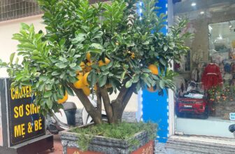 [🆕🇻🇳] Bé Bắp Shop – CHUYÊN ĐỒ SƠ SINH MẸ VÀ BÉ HP 🧑‍🧒❤️️👶⭐️ Đầu xuân năm mới shop xin chúc mọi gđ một năm mới An Khang Thịnh Vượng- Vạn Sự Như ÝShop em vẫn bán xuyên tết phục vụ quý khách
Chúc cho Bé Bắp Shop sẽ c , shares-1✔️ , likes-4❤️️ , date-2025-01-31 15:05:26🇻🇳🇻🇳🇻🇳📰🆕