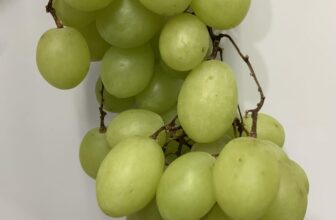 [🆕🇻🇳] Lefarms – Cửa hàng tiện lợi 🍔 Top1Food  🍜 Lefarms còn ít nho héo cuống và cam mỹ xấu da
Sale mạnh mẽ
Nho xanh 120k/kg
Nho đen và đỏ 95k/kg
Cam Mỹ 45k/kg
Khách ghé shop lấy giúp Lefarms nhé ạ
, shares-0✔️ , likes-5❤️️ , date-2025-01-28 19:15:55🇻🇳🇻🇳🇻🇳📰🆕