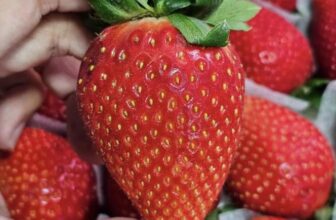 [🆕🇻🇳] Vườn Dâu Nhà Mớm – Based in Saigon 🍔 Top1Food  🍜 ĐẦU NĂM ĂN DÂU ĐỂ ĐỎ NGUYÊN NĂM NHÉ CẢ NHÀ
Đầu năm mới cứ DÂU SIÊU VIP cắn cái ngặp răng, ăn cho sướng miệng nà
Ngọt nhiều, ăn kèm muối xí muội bao ghiền , shares-0✔️ , likes-2❤️️ , date-2025-02-01 01:22:57🇻🇳🇻🇳🇻🇳📰🆕