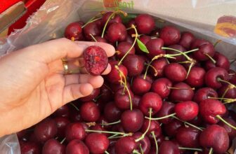 [🆕🇻🇳] Hoa Quả 4Mùa – Cửa hàng rau quả 🍔 Top1Food  🍜  Siêu phẩm#CHERRY_Chile e về thêm#249k/ kgCherry Chile giòn rụm siêu ngon
Cứng quả – Ngọt , cuống tươi, đậm vị==================#CherryChi , shares-0✔️ , likes-0❤️️ , date-2025-02-01 15:23:30🇻🇳🇻🇳🇻🇳📰🆕