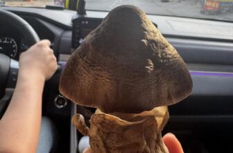 [???] VANNY – chuyên sỉ & lẻ hàng Quảng Châu, VNXK ? Top1Fashion ?  Mùng bốn đi chùa đẹp , vừa mua được mớ nấm rơm ‍‍ vừa ngon vừa dễ thương
#VANNYchuyenthumuasangshop
#tếtđoànviên2025
#xuan2025
, shares-0✔️ , likes-11❤️️ , date-2025-02-02 01:24:18????????