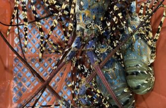 [🆕🇻🇳] TÔM HÙM KHÁNH HOÀ – Chuyên sỉ lẻ, tôm hùm sống, tôm hùm ngộp, tôm hùm cấp đông, số lượng lớn 🍔 Top1Food  🍜 : Tôm_Hùm_Khánh_Hoà_Tí_Đông
:Chuyên Cung Cấp Sỉ Lẻ  Tôm HùmTôm Hùm  Sống,
Tôm Hùm Ngộp,
Tôm Hùm Cấp Đông.
Giá Tại Vựa,  Tại KhoSize: 100gr-20 , shares-0✔️ , likes-5❤️️ , date-2025-02-17 21:02:41🇻🇳🇻🇳🇻🇳📰🆕