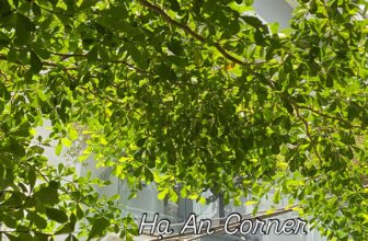 [☕️🇻🇳] Hạ An Corner – Trà – Bánh – Cafe – Piano 🥤 Top1Coffee ☕️ Hẹn ngày mai khai trương cùng nhà An 
Hết được lười rồi, mờ cửa lại thôy 
 , shares-0✔️ , likes-3❤️️ , date-2025-02-03 04:45:49🇻🇳🇻🇳🇻🇳📰🆕