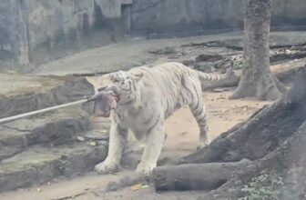 [🆕🇻🇳] Thảo Cầm Viên – Sài gòn Zoo & Botanical Gardens ♥️️ Top1Checkin ☑  Ngộ Không phấn khích vô cùng
, shares-0✔️ , likes-19K❤️️ , date-2025-01-31 23:34:19🇻🇳🇻🇳🇻🇳📰🆕