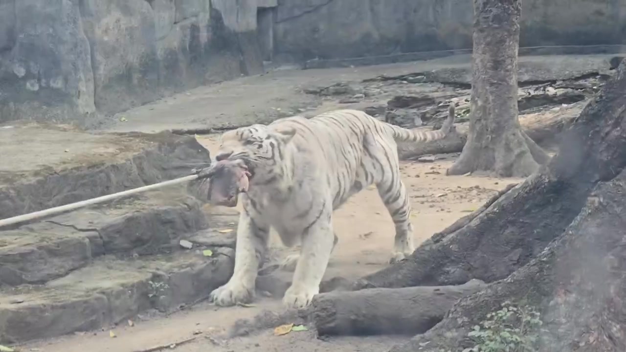 [🆕🇻🇳]  Trường Anh Baby  (Trường Anh Baby) – Thiên đường mua sắm cho mẹ và bé từ A -Z 🧑‍🧒❤️️👶⭐️ Nhả vía Năm mới các mẹ ơii  

 , shares-0✔️ , likes-23❤️️ , date-2025-01-31 21:42:07🇻🇳🇻🇳🇻🇳📰🆕