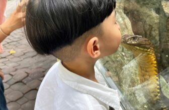 [🆕🇻🇳] Thảo Cầm Viên – Sài gòn Zoo & Botanical Gardens ♥️️ Top1Checkin ☑  Nụ hôn bạc tỷ…
, shares-64✔️ , likes-32K❤️️ , date-2025-02-03 01:02:22🇻🇳🇻🇳🇻🇳📰🆕