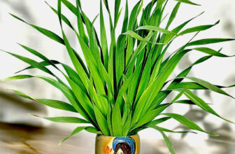 [🆕🇻🇳] TokyoLife – Hàng tiêu dùng chính hãng Nhật Bản và Thời trang thông minh 👕 Top1Fashion 👗   , shares-1✔️ , likes-3❤️️ , date-2025-02-04 05:30:02🇻🇳🇻🇳🇻🇳📰🆕