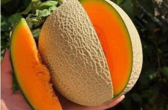 [🆕🇻🇳] Nông Sản Bảo Lâm HCM – Chợ nông sản 🍔 Top1Food  🍜 HOTTT #39k 1 trái ; 3 trái #105k ( size 0.6kg-1kg)
DƯA LƯỚI VIETGAP NGỌT LỊM TIM !
Dưa lưới TL3 chuẩn Vietgap loại 1 có lưới nổi tiếng vì độ ngọt đậm, ruộ , shares-0✔️ , likes-7❤️️ , date-2025-02-07 16:00:34🇻🇳🇻🇳🇻🇳📰🆕