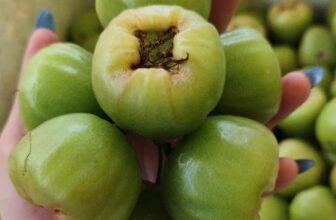 [🆕🇻🇳] Lefarms – Cửa hàng tiện lợi 🍔 Top1Food  🍜 KHAI TRƯƠNG HỒNG PHÁT CÙNG LEFARMS
TẶNG 01 BÁNH LU PHÁP 75k với BILL TỪ 500k
TẶNG 01 SỮA GẠO / 35k với BILL TỪ 250k
DƯA LƯỚI ĐÀI LOAN 69K/KG
KIM QUẤT 69k/ , shares-0✔️ , likes-47❤️️ , date-2025-02-06 14:01:17🇻🇳🇻🇳🇻🇳📰🆕