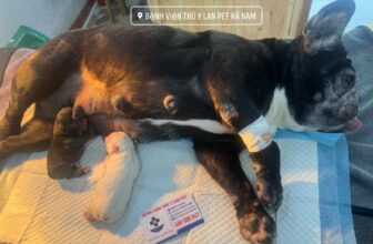 [🆕🇻🇳] Bệnh Viện Thú Y LAN PET Hà Nam 🐶🦜 Top1Pets 🐱🐠 GỠ BOM CHO BÀ MẸ BULLTỉ số 1:1 hoàCám ơn quý khách đã tin tưởng  ————————————————————
𝐁ệ𝐧𝐡 𝐕𝐢ệ𝐧 𝐓𝐡ú 𝐘 𝐏𝐡ủ 𝐋ý – 𝐋𝐀𝐍 𝐏𝐄𝐓
𝚃𝚑ờ𝚒 𝚐𝚒𝚊𝚗 𝚕à𝚖 𝚟𝚒ệ𝚌 :
𝚃𝚑ứ 𝟸 –  , shares-107✔️ , likes-5❤️️ , date-2025-02-07 17:44:53🐶🐱🇻🇳🇻🇳🇻🇳📰🆕