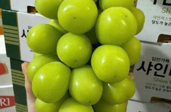 [🆕🇻🇳] TH Fruit – Chuyên Trái Cây Nhập Khẩu Cao Cấp 🍔 Top1Food  🍜  NHO SỮA HÀN QUỐC – NGỌT LỊM, THƠM MÁT, SIÊU HOT!Bạn đã thử qua nho sữa Hàn Quốc chưa? Nếu chưa, bạn đang bỏ lỡ một loại trái cây ngon – lạ – sang chảnh , shares-0✔️ , likes-0❤️️ , date-2025-02-08 22:00:07🇻🇳🇻🇳🇻🇳📰🆕