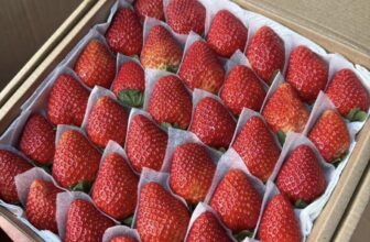 [🆕🇻🇳] Vườn Dâu Nhà Mớm – Based in Saigon 🍔 Top1Food  🍜  Chuyến dâu đầu năm đã về
Dâu đỏ, thơm ngon, mua dâu nhắn Nhà Mớm thui các bạn ơi
Size VIP 25 trái: 250k/ hộp 500gr
Size 36 trái lớn: 220k /hộp 500gr
, shares-0✔️ , likes-0❤️️ , date-2025-02-04 17:09:27🇻🇳🇻🇳🇻🇳📰🆕