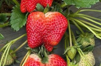 [🆕🇻🇳] Chio shop – Cửa hàng rau quả 🍔 Top1Food  🍜 Dâu Mộc Châu em về chuyến đầu năm giá siêu tốt nha!!!Dâu tươi rói, trái to, ngọt đậm đà, rất rất ngon!size Vip 240k/kg
size to 210k/kg
, shares-0✔️ , likes-0❤️️ , date-2025-02-05 16:35:58🇻🇳🇻🇳🇻🇳📰🆕