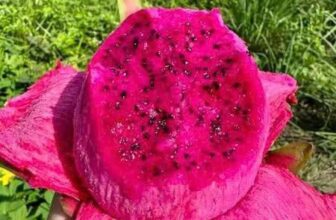 [🆕🇻🇳] Nhà AnAn – chuyên cung cấp rau củ quả hữu cơ, sạch, rõ nguồn gốc từ Đà Lạt 🍔 Top1Food  🍜 THANH LONG TÍM HỒNG HHC (chứng nhận globalgap)
– Lâu lắm rồi mới có lại ẻm, tím hồng được nhiều người thích vì nó là sự kết hợp vị ngọt của đỏ + độ giòn củ , shares-0✔️ , likes-1❤️️ , date-2025-02-05 22:53:39🇻🇳🇻🇳🇻🇳📰🆕