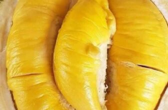 [🆕🇻🇳] Nông Sản Bảo Lâm HCM – Chợ nông sản 🍔 Top1Food  🍜  , shares-0✔️ , likes-3❤️️ , date-2025-02-05 16:09:53🇻🇳🇻🇳🇻🇳📰🆕