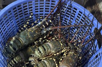 [🆕🇻🇳] Tôm Hùm Việt – Chuyên cung cấp sỉ tôm hùm cho các vựa, nhà hàng khách sạn 🍔 Top1Food  🍜 Kiểm hồ em còn vài mã ngộp sale mới ah! Ace nào ăn nhắn e nha
0865653965—————-
Tươi ngon – chuẩn với hồ 100%
Bao ăn uy tín ạ #SỐNG_YẾU_NGỘP  , shares-1✔️ , likes-3❤️️ , date-2025-02-11 18:25:34🇻🇳🇻🇳🇻🇳📰🆕