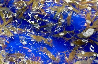 [🆕🇻🇳] Buffet ĐÀ LẠT Lẩu – Nướng Hải Sản 179 Chi Nhánh Quận 2 🍔 Top1Food  🍜  NGÀY MAI 7/2 Buffet Đà Lạt sẽ chính thức Khai Trương bán lại
Năm Mới BUFFET ĐÀ LẠT Q2 hoàn toàn đổi mới, Nhưng GIÁ vẫn Cũ
Tôm bơi,cua lặn,ốc thở dưới h , shares-1✔️ , likes-0❤️️ , date-2025-02-06 19:23:17🇻🇳🇻🇳🇻🇳📰🆕