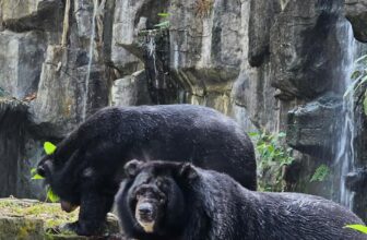 [🆕🇻🇳] Thảo Cầm Viên – Sài gòn Zoo & Botanical Gardens ♥️️ Top1Checkin ☑  Gấu ngựa (Ursus thibetanus)Loài có vùng phân bố rộng trên khắp các châu lục. Kích cỡ và màu sắc có thể thay đổi ít nhiều tùy theo vùng phân bố.
Lông đen, , shares-4✔️ , likes-558❤️️ , date-2025-02-11 14:05:26🇻🇳🇻🇳🇻🇳📰🆕