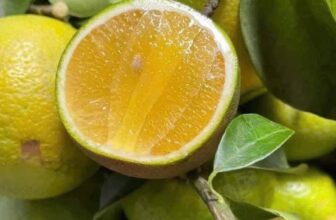 [🆕🇻🇳] Nông Sản Bảo Lâm HCM – Chợ nông sản 🍔 Top1Food  🍜 CÚNG QUANH NĂM CŨNG KHÔNG BẰNG CÚNG RẰM THÁNG GIÊNG
Cầu cho một năm mới mạnh khỏe bình an may mắn
Trái cây cho ngày cúng rằm
Xoài cát Hoà Lộc size vip chỉ , shares-0✔️ , likes-3❤️️ , date-2025-02-11 15:42:22🇻🇳🇻🇳🇻🇳📰🆕