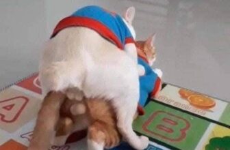 [🆕🇻🇳] Nu Pet – Yêu Thú Cưng 🐶🦜 Top1Pets 🐱🐠 Là sao nữa
, shares-1✔️ , likes-8❤️️ , date-2025-02-13 16:29:16🐶🐱🇻🇳🇻🇳🇻🇳📰🆕