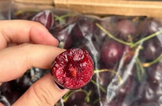 [🆕🇻🇳] Chio shop – Cửa hàng rau quả 🍔 Top1Food  🍜 Cherry 1J Regina siêu ngon ạ
– Giòn ngọt lịm, cuống chân dài200k/kg
480k/xách 2.5kg
, shares-0✔️ , likes-2❤️️ , date-2025-02-11 16:36:06🇻🇳🇻🇳🇻🇳📰🆕