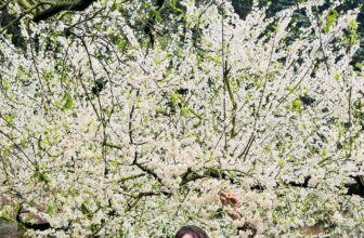 [🆕🇻🇳] HẢI HUYỀN TRẦN – Chuyên Hàng Cao cấp 👕 Top1Fashion 👗  Mộc Châu chốt trong 1 nốt nhạc nhưng hoàn toàn xứng đáng,
Một ngày sống lại tuổi 20 với cỏ cây hoa lá, shares-0✔️ , likes-24❤️️ , date-2025-02-11 05:13:16🇻🇳🇻🇳🇻🇳📰🆕