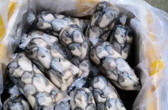 [🆕🇻🇳] Chả Cá Nha Trang sỉ lẻ sll 🍔 Top1Food  🍜 Cọ ơi đừng kiu nữa, để tao bán hàu cọ ơi cọDạ, HÀU BAO MÊ Ạ
Zalo 093738 2489 , shares-0✔️ , likes-5❤️️ , date-2025-02-12 15:41:55🇻🇳🇻🇳🇻🇳📰🆕