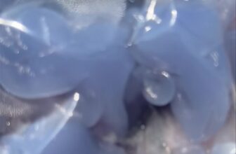 [🆕🇻🇳] RinRin Shop – Cảo nhà em làm gia truyền, chuẩn gốc Hoa 🍔 Top1Food  🍜  EM TỔNG HỢP 10 VỊ DIMSUM SIÊU NGON
1⃣2⃣0⃣k/ SET KHOẢNG 1⃣ KÝ NHA CẢ NHÀ IU ( 25 viên to ạ)– Xíu Mại Thịt
– Bánh Xếp Thịt
– , shares-0✔️ , likes-0❤️️ , date-2025-02-12 05:04:44🇻🇳🇻🇳🇻🇳📰🆕