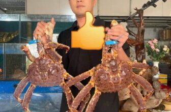 [🆕🇻🇳] Boss Seafood Vietnam – chuỗi nhà hàng chuyên các món Hải Sản 🍔 Top1Food  🍜 Boss về 2,con kinggrap khủng lên mẹt cho khách
1 e cua làm 3 món
đặc biệt xôi cua hoàng đế thượng phẩm
, shares-1✔️ , likes-3❤️️ , date-2025-02-14 19:25:07🇻🇳🇻🇳🇻🇳📰🆕