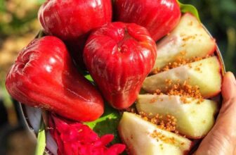 [🆕🇻🇳] Nông Sản Bảo Lâm HCM – Chợ nông sản 🍔 Top1Food  🍜 LẺ NHƯ SỈ CHỈ #25K/KG , 3KG #59K !! (.) để mua
MẬN AN PHƯỚC vip Trái loại 1 TO ĐÙNG, Đi chợ đầu mối cũng ko có giá này nha mấy chị , hình thật giao y hình , shares-0✔️ , likes-0❤️️ , date-2025-02-16 16:09:17🇻🇳🇻🇳🇻🇳📰🆕