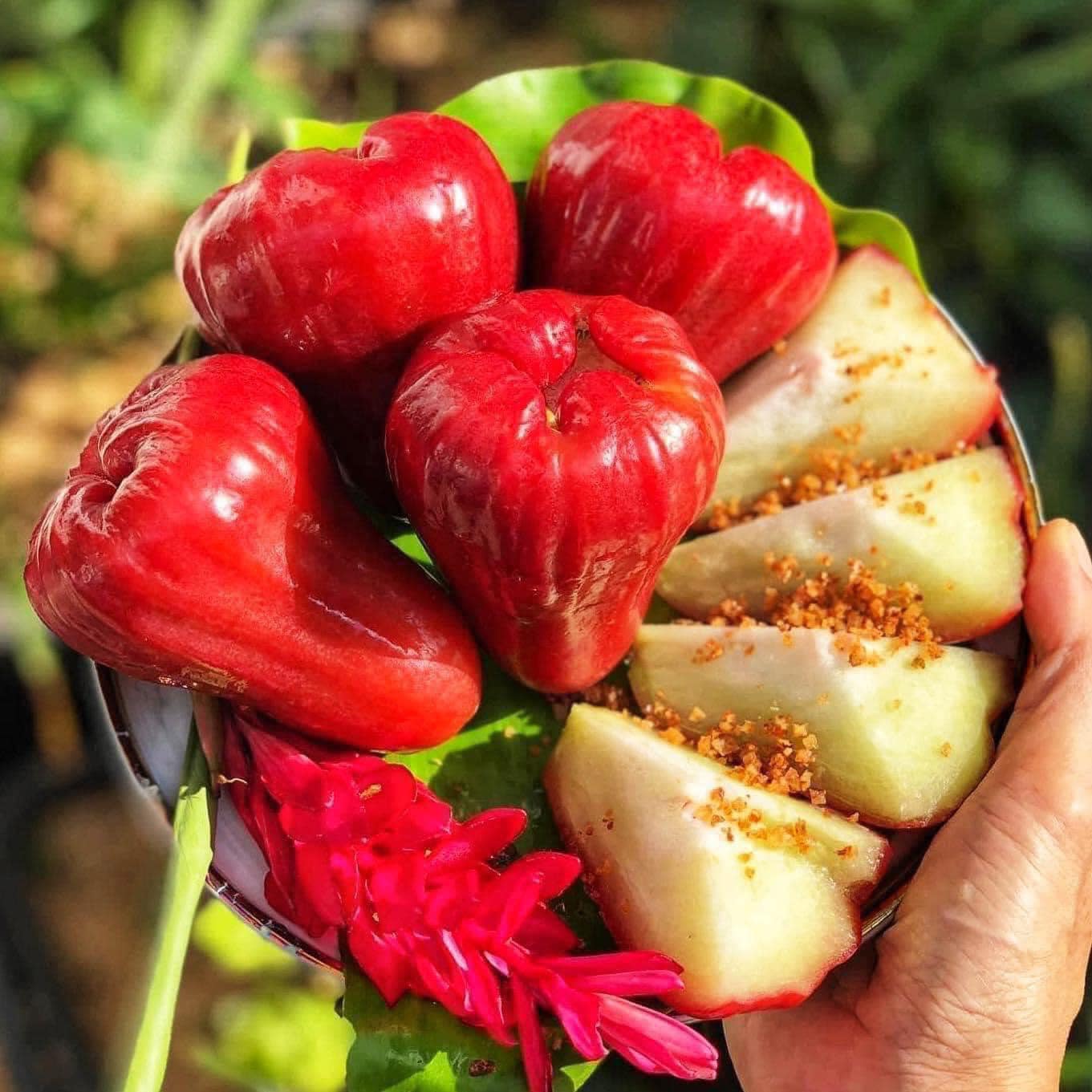 [🆕🇻🇳] Nông Sản Bảo Lâm HCM – Chợ nông sản 🍔 Top1Food  🍜 LẺ NHƯ SỈ CHỈ #25K/KG , 3KG #59K !! (.) để mua
MẬN AN PHƯỚC vip Trái loại 1 TO ĐÙNG, Đi chợ đầu mối cũng ko có giá này nha mấy chị , hình thật giao y hình , shares-0✔️ , likes-0❤️️ , date-2025-02-16 16:09:17🇻🇳🇻🇳🇻🇳📰🆕