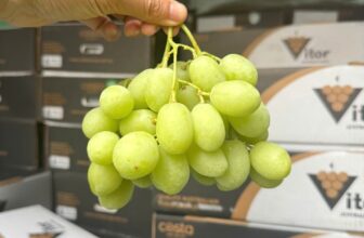 [🆕🇻🇳] Chio shop – Cửa hàng rau quả 🍔 Top1Food  🍜 Nho xanh sweet globe Úc
– To, mướt, giòn ngọt lịm
– Vì chủng sweet vỏ siêu mỏng nên sẽ có tỉ lệ rụng chút xíu
, shares-0✔️ , likes-0❤️️ , date-2025-02-14 18:24:38🇻🇳🇻🇳🇻🇳📰🆕