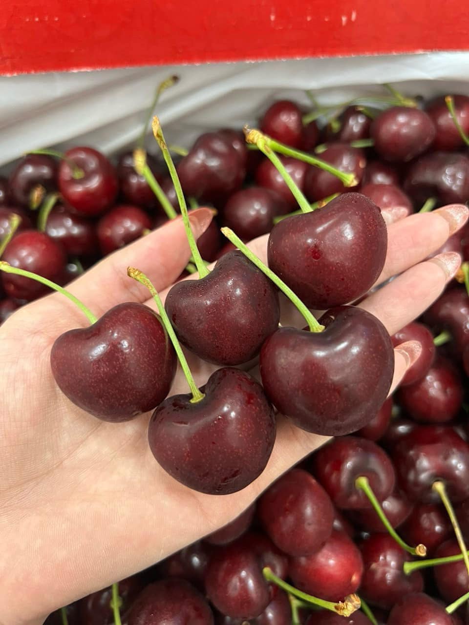 [🆕🇻🇳] Green World Fruit – Thế giới trái cây sạch 🍔 Top1Food  🍜  , shares-0✔️ , likes-2❤️️ , date-2025-02-15 01:35:16🇻🇳🇻🇳🇻🇳📰🆕