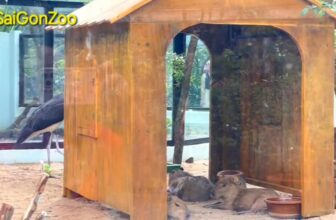 [🆕🇻🇳] Thảo Cầm Viên – Sài gòn Zoo & Botanical Gardens ♥️️ Top1Checkin ☑  C\u00e1c \ , shares-0✔️ , likes-1K❤️️ , date-2025-02-20 16:11:28🇻🇳🇻🇳🇻🇳📰🆕