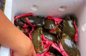 [🆕🇻🇳] Ốc Kênh Tẻ – Chuyên phục vụ các loại nghêu, sò, ốc tươi ngon các loại 🍔 Top1Food  🍜 𝙏𝙖̣𝙞 𝙨𝙖𝙤 𝙘𝙤̛𝙢 𝙘𝙪𝙖 𝙡𝙖̀ 𝙢𝙤́𝙣 𝙢𝙖̆́𝙘 𝙣𝙝𝙖̂́𝙩 𝙩𝙧𝙤𝙣𝙜 𝙢𝙚𝙣𝙪 𝙘𝙪̉𝙖 𝙦𝙪𝙖́𝙣 ?
#1 Cua sống và được quán tuyển chọn từ những con cua ngon nhất , đầy thịt nhất
#2 Khi có k , shares-0✔️ , likes-3❤️️ , date-2025-02-17 16:37:27🇻🇳🇻🇳🇻🇳📰🆕