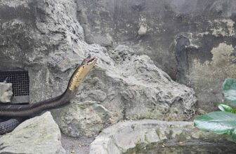 [🆕🇻🇳] Thảo Cầm Viên – Sài gòn Zoo & Botanical Gardens ♥️️ Top1Checkin ☑   THƯ GIÃN CUỐI TUẦN CÙNG… RẮN!Chào mừng đến với năm Ất Tỵ 2025 – năm của những “anh bạn” trơn tuột nhưng cực kỳ bí ẩn!  Bạn có từng tò mò về thế giới củ , shares-9✔️ , likes-366❤️️ , date-2025-02-16 18:55:16🇻🇳🇻🇳🇻🇳📰🆕