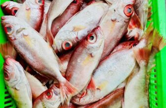 [🆕🇻🇳] Nhà AnAn – chuyên cung cấp rau củ quả hữu cơ, sạch, rõ nguồn gốc từ Đà Lạt 🍔 Top1Food  🍜 – Size cá ghe Vũng Tàu vô hôm nay ạ, có 1.5kg tôm đất nhà mình nha.
– Chả mực Hạ Long có lại
– Dốc Lết có cá Sơn La (cá bã trầu) lại ạ.
PS: Menu giá mẹ An  , shares-0✔️ , likes-2❤️️ , date-2025-02-24 16:10:05🇻🇳🇻🇳🇻🇳📰🆕