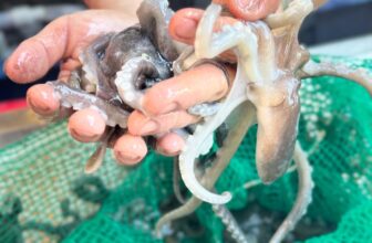 [🆕🇻🇳] Buffet KingHouse Seafood Cần Thơ 🍔 Top1Food  🍜 *Buffet gì hong Người Đẹp ơi.
**Điểm nổi bật tại Kinghouse:**
– **Cua, tôm, ghẹ, bạch tuộc sống** tươi ngon, được bắt sống tại hồ. Các món ăn như Bào Ngư, , shares-3✔️ , likes-31❤️️ , date-2025-02-18 19:50:53🇻🇳🇻🇳🇻🇳📰🆕