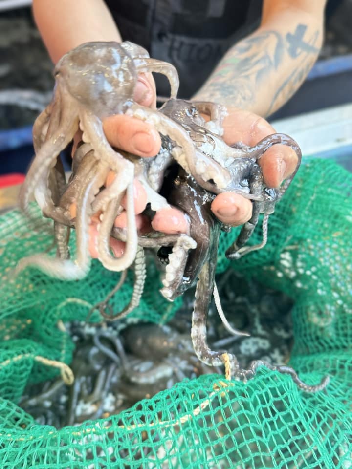 [🆕🇻🇳] Buffet KingHouse Seafood Cần Thơ 🍔 Top1Food  🍜  HÔM NAY ĐẾN BUFFET KINGHOUSE THƯỞNG THỨC ĐẠI TIỆC BUFFET HẢI SẢN NHÉ KHÁCH YÊU ƠI! 

 Đói bụng, thèm hải sản? Cần gì nghĩ suy! KINGHOUSE mở cửa chào đón b , shares-19✔️ , likes-11❤️️ , date-2025-02-19 18:26:38🇻🇳🇻🇳🇻🇳📰🆕