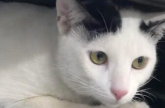 [🆕🇻🇳] Nu Pet – Yêu Thú Cưng 🐶🦜 Top1Pets 🐱🐠 Nuôi để đấm mấy con chuột
Để mấy con chuột đấm
, shares-0✔️ , likes-8❤️️ , date-2025-02-19 16:06:18🐶🐱🇻🇳🇻🇳🇻🇳📰🆕