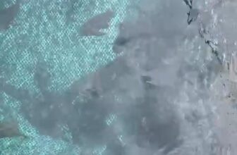 [🆕🇻🇳] TÔM HÙM KHÁNH HOÀ – Chuyên sỉ lẻ, tôm hùm sống, tôm hùm ngộp, tôm hùm cấp đông, số lượng lớn 🍔 Top1Food  🍜 Mú sống giá tại bè
Size.  1-1,5kg   Giá 1xxChuyên cung cấp. Cá mú. Cá bóp. Nhà hàng. Tiệc cưới số lượng
LH: 0366508943 , shares-0✔️ , likes-0❤️️ , date-2025-02-19 22:04:14🇻🇳🇻🇳🇻🇳📰🆕