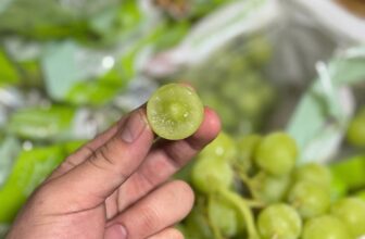 [🆕🇻🇳] Chio shop – Cửa hàng rau quả 🍔 Top1Food  🍜 Nho xanh Autumn Crisp giòn rụm, ngọt lịm, cuống xanh, chùm đẹp220k/kg
Thùng 8-8.5kg/1.500k
, shares-0✔️ , likes-1❤️️ , date-2025-02-21 16:00:28🇻🇳🇻🇳🇻🇳📰🆕