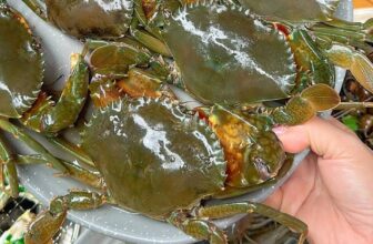 [🆕🇻🇳] Buffet ĐÀ LẠT Lẩu – Nướng Hải Sản 179 Chi Nhánh Quận 2 🍔 Top1Food  🍜 Cơm nước gì chưa người đẹp …189k chiến lẩu – nướng tôm thả hồ – hải sản – thịt nướng thả gaaaa
219k thêm cua cà mau xịn sò dùng không giới hạnĐặt  , shares-0✔️ , likes-1❤️️ , date-2025-02-26 02:48:33🇻🇳🇻🇳🇻🇳📰🆕