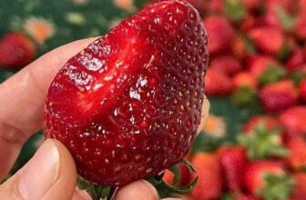 [🆕🇻🇳] THUỶ THUỶ FOOD – Trái Cây Sạch / Đặc Sản Đà Lạt 🍔 Top1Food  🍜  #𝐃𝐄𝐀𝐋_𝐇𝐎𝐓  #𝐅𝐑𝐄𝐄𝐒𝐇𝐈𝐏  𝐊𝐇𝐈 𝐌𝐔𝐀 𝐓𝐔̛̀ 𝟏𝐤𝐠 𝐃𝐚̂𝐮  𝐧𝐡𝐞́.
𝐔̛𝐮 đ𝐚̃𝐢 𝐜𝐡𝐢̉ 𝐭𝐫𝐨𝐧𝐠 𝐡𝐨̂𝐦 𝐧𝐚𝐲. 𝐊𝐡𝐚́𝐜𝐡 𝐥𝐞̂𝐧 đ𝐨̛𝐧 𝐞𝐦 𝐬𝐡𝐢𝐩 𝐧𝐡𝐞𝐧
𝐃𝐀̂𝐔 𝐇𝐀𝐍𝐀 𝐌𝐎̣̂𝐂 𝐂𝐇𝐀̂𝐔 – dòng dâu ngọt đậ , shares-0✔️ , likes-0❤️️ , date-2025-02-19 05:58:02🇻🇳🇻🇳🇻🇳📰🆕