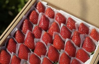 [🆕🇻🇳] Vườn Dâu Nhà Mớm – Based in Saigon 🍔 Top1Food  🍜  Dâu giống nhật sky ngọt thơm ạ
MUA 2 TẶNG 1   Hôm nay 24/2 và 25/2
Size 36 trái lớn: 220k /hộp 500gr
MUA 2 hộp dâu size 36 – TẶNG NGAY 1 hộp dâu size  , shares-2✔️ , likes-2❤️️ , date-2025-02-24 23:52:31🇻🇳🇻🇳🇻🇳📰🆕