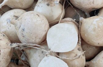 [🆕🇻🇳] THUỶ THUỶ FOOD – Trái Cây Sạch / Đặc Sản Đà Lạt 🍔 Top1Food  🍜  xì gòn mà kiếm được món này hơi bị khó nha. Sắn non bùi thơm hơn sắn củ to nhiều lắm nè. Ngày nào về cũng ko đủ sluong giao khách hết trơn. Mai em về tiếp , shares-0✔️ , likes-0❤️️ , date-2025-02-21 21:31:58🇻🇳🇻🇳🇻🇳📰🆕