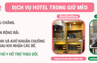 [🆕🇻🇳] Nu Pet – Yêu Thú Cưng 🐶🦜 Top1Pets 🐱🐠 Giới thiệu về Khách sạn cho mèo Nupet HotelBạn đang có việc bận phải di chuyển xa, cần nơi gửi mèo uy tín mà giá lại rẻ thì Nupet Hotel là sự lựa chọn ho , shares-1✔️ , likes-3❤️️ , date-2025-02-17 17:26:42🐶🐱🇻🇳🇻🇳🇻🇳📰🆕