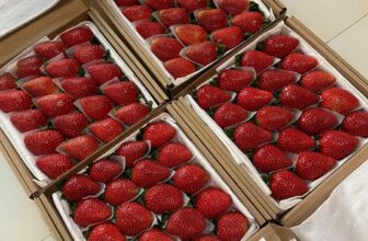 [🆕🇻🇳] Vườn Dâu Nhà Mớm – Based in Saigon 🍔 Top1Food  🍜  Hôm nay Nhà Mớm đủ size dâu giá iu thương đợi các homie rước về nhà thuii nèe
Nhanh tay ghé tiệm hoặc inbox để Nhà ship tận tay luôn nè hihi
Giảm ngay 2 , shares-0✔️ , likes-2❤️️ , date-2025-02-20 18:48:40🇻🇳🇻🇳🇻🇳📰🆕