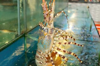 [🆕🇻🇳] Sông – Seafood & Grill – điểm hẹn lý tưởng dành cho bạn và những người thân yêu! 🍔 Top1Food  🍜  HỒ HẢI SẢN TƯƠI SỐNG – HƯƠNG VỊ BIỂN CẢ TRONG TỪNG MÓN ĂNTại Sông – Seafood & Grill, chúng tôi tự hào mang đến trải nghiệm ẩm thực thượng hạng với khu v , shares-4✔️ , likes-12❤️️ , date-2025-02-20 23:13:01🇻🇳🇻🇳🇻🇳📰🆕