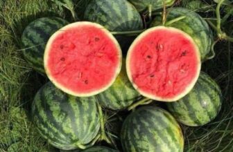 [🆕🇻🇳] THUỶ THUỶ FOOD – Trái Cây Sạch / Đặc Sản Đà Lạt 🍔 Top1Food  🍜  𝐃𝐔̛𝐀 𝐇𝐀̂́𝐔 𝐓𝐀́𝐎 𝐁𝐀𝐁𝐘 𝐆𝐈𝐎̂́𝐍𝐆 𝐇𝐀̀𝐍 𝐐𝐔𝐎̂́𝐂
ĐANG HÓT HỌT HỌT nhà hiếm em về ạ nay dưa già quả to chắc tay !!!
#189k/3trái – Lẻ 65k/trái
Quả 1.7-1.8kg thắp , shares-0✔️ , likes-0❤️️ , date-2025-02-24 15:50:40🇻🇳🇻🇳🇻🇳📰🆕